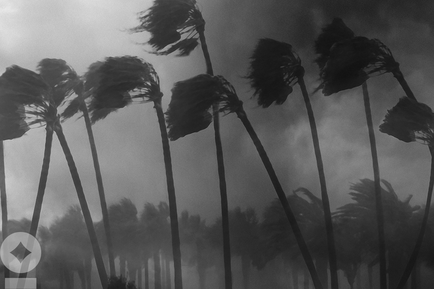 Hurricane swaying trees