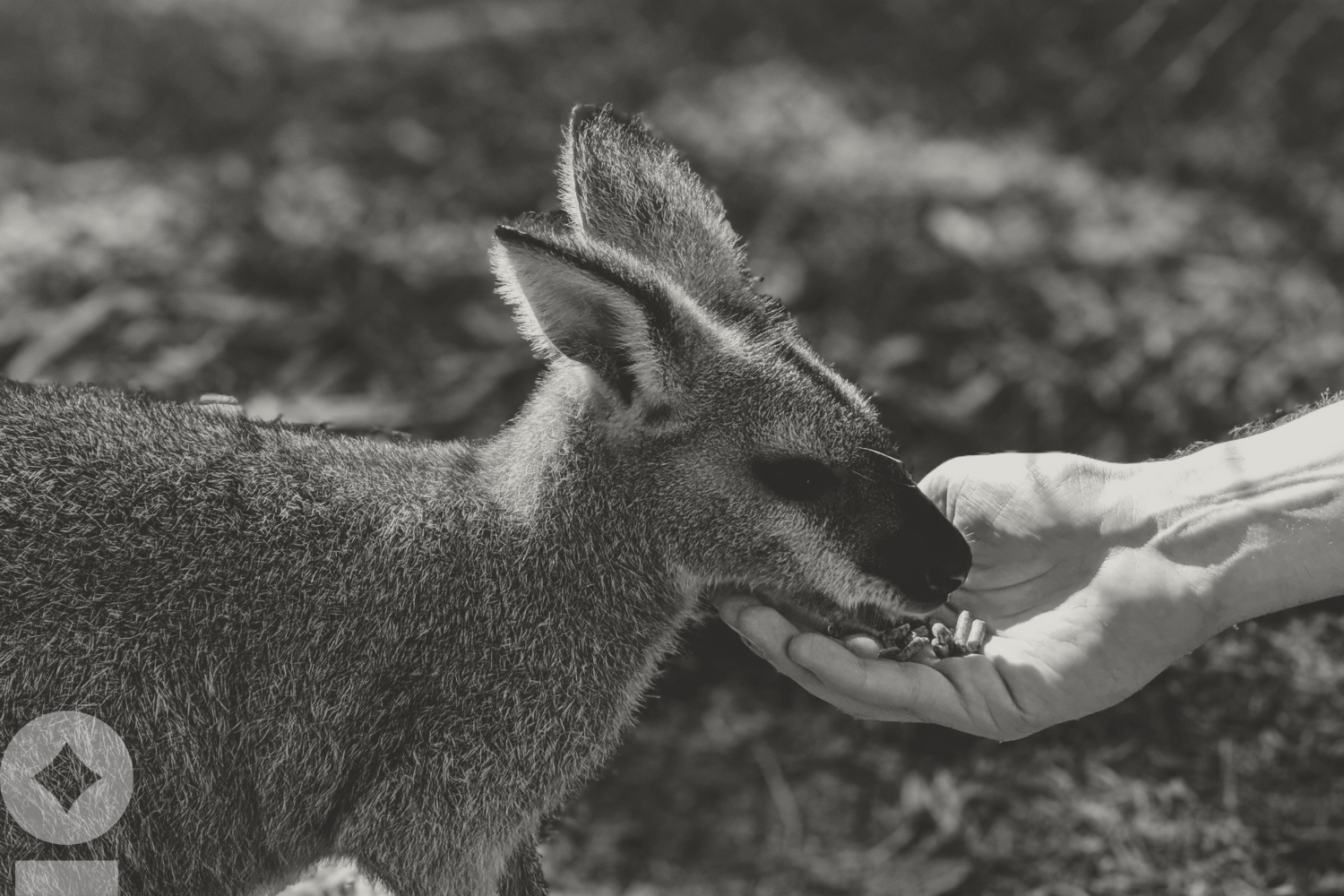 The Hand That Feeds