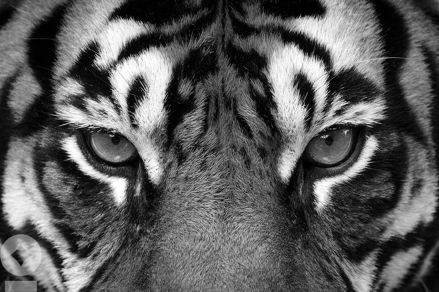 “Eye of the Tiger”