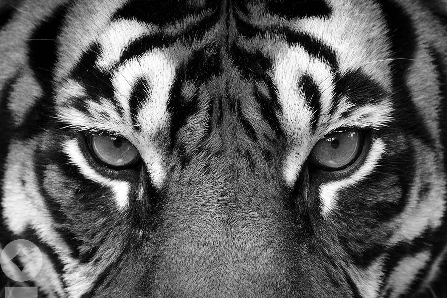 Eye of the Tiger NewEdge Wealth