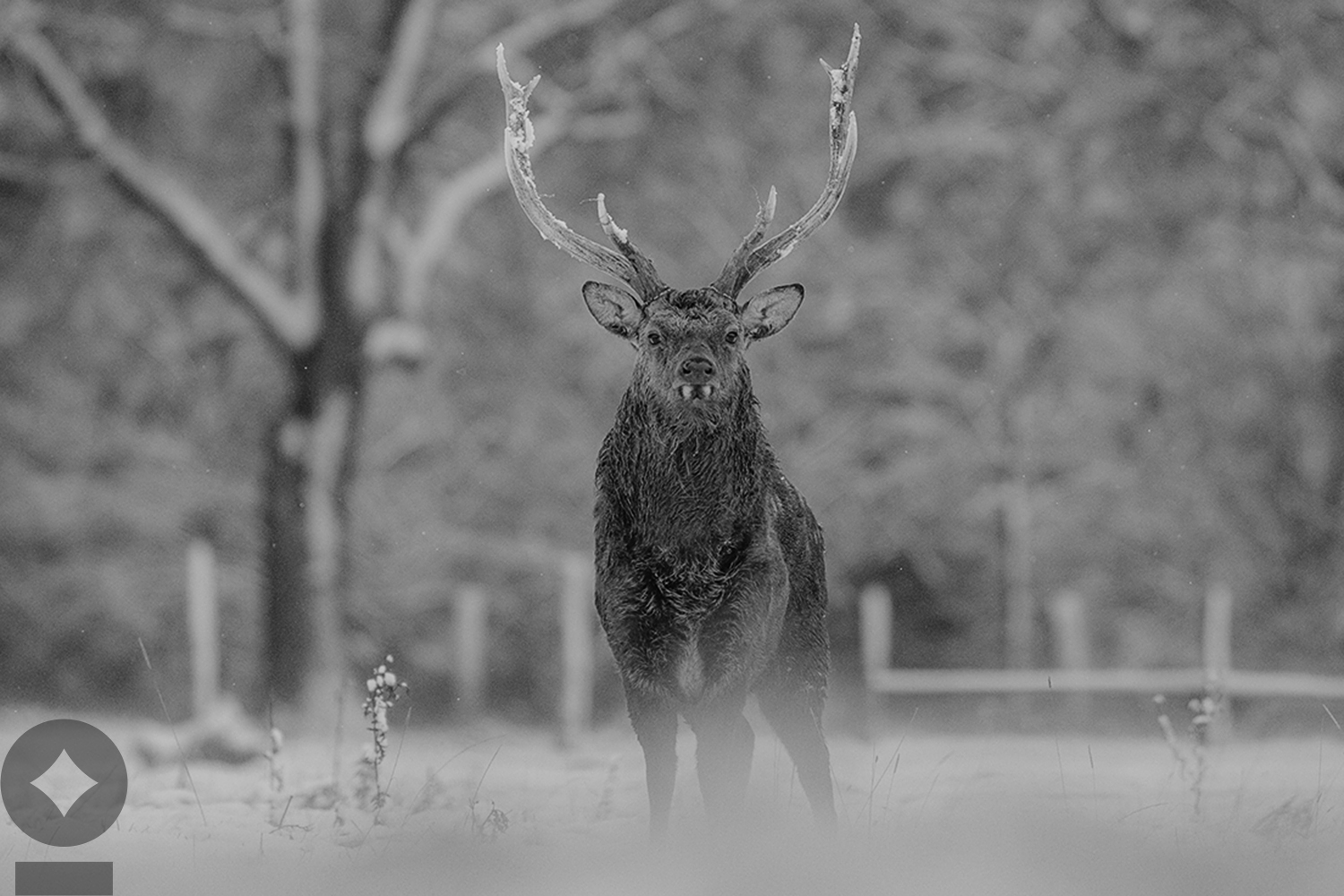 Buck Season: The U.S. Debt Ceiling Dynamics and Impact on Markets
