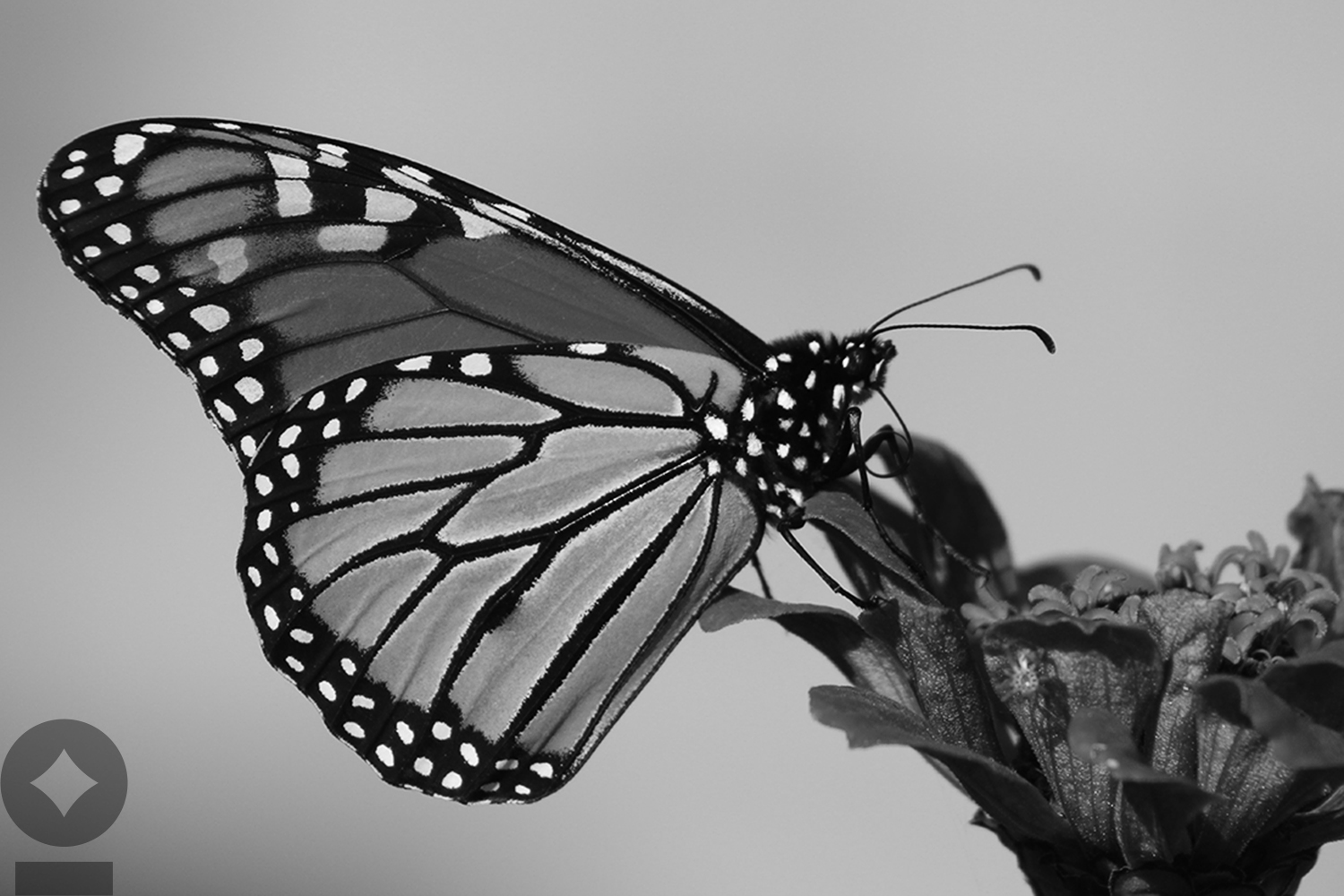 Bullet with Butterfly Wings: Higher Rates Starting to Bite